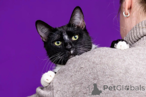 Zdjęcie №4. Sprzedam  w Москва. prywatne ogłoszenie - cena - Bezpłatny