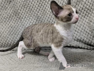 Zdjęcie №1. kot cornish rex - na sprzedaż w Cottbus | 1674zł | Zapowiedź № 177643