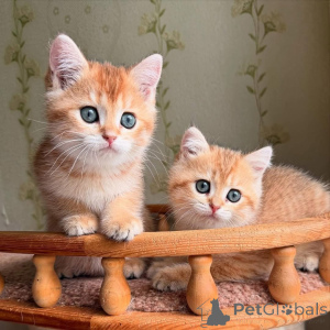 Zdjęcie №1.  - na sprzedaż w Boulogne-Billancourt | negocjowane | Zapowiedź № 161841