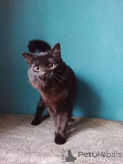 Zdjęcie №4. Sprzedam  w Rzeka Moskwa. prywatne ogłoszenie - cena - Bezpłatny