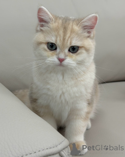 Zdjęcie №3. Poznaj Olivera, delikatnego małego dżentelmena o złotych oczach i sercu pełnym. Niemcy