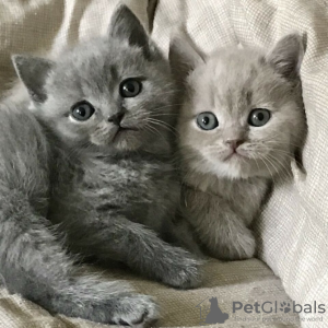 Zdjęcie №2 do zapowiedźy № 133219 na sprzedaż  kot brytyjski długowłosy - wkupić się Francja prywatne ogłoszenie