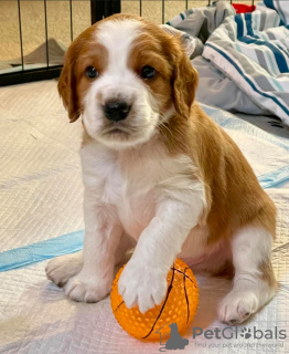 Zdjęcie №1. springer spaniel walijski - na sprzedaż w Copenhague | negocjowane | Zapowiedź №117491