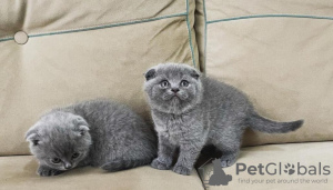 Zdjęcie №1. scottish fold - na sprzedaż w Ankara | 990zł | Zapowiedź № 121851