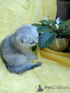 Zdjęcie №3. Koteczek. Federacja Rosyjska