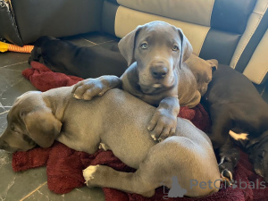 Zdjęcie №2 do zapowiedźy № 164870 na sprzedaż  dog niemiecki - wkupić się Belgia prywatne ogłoszenie, hodowca