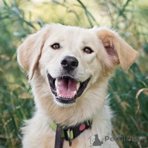 Zdjęcie №1. pies nierasowy - na sprzedaż w Rzeka Moskwa | Bezpłatny | Zapowiedź №151941