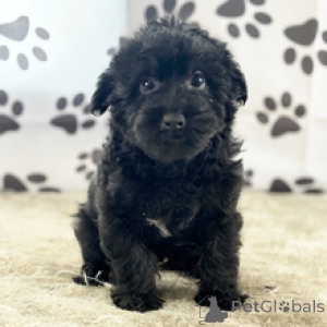 Zdjęcie №2 do zapowiedźy № 167064 na sprzedaż  yorkshire terrier - wkupić się USA prywatne ogłoszenie