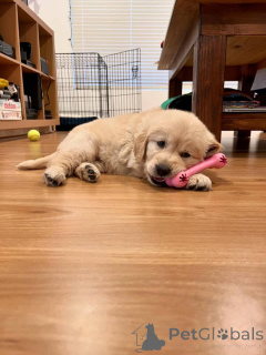 Zdjęcie №1. golden retriever - na sprzedaż w Marchtrenk | negocjowane | Zapowiedź №171697