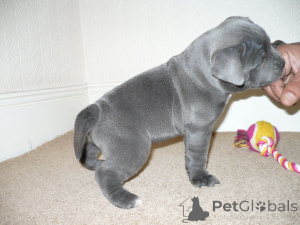 Zdjęcie №3. Blaue Staffordshire-Bullterrier-Welpen ... Skontaktuj się z nami przez WhatsApp. Niemcy