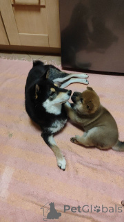 Zdjęcie №4. Sprzedam shiba w Rzeka Moskwa. prywatne ogłoszenie - cena - negocjowane