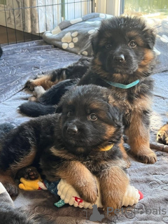 Zdjęcie №1. owczarek niemiecki - na sprzedaż w Benavente | negocjowane | Zapowiedź №164439