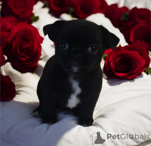 Zdjęcie №4. Sprzedam chihuahua (rasa psów) w Dnipro. od żłobka, hodowca - cena - 3827zł