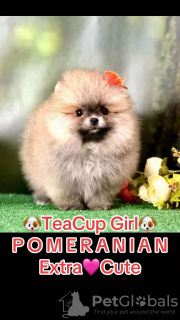 Zdjęcie №3. Mini Spitz Pomeranian. Hiszpania