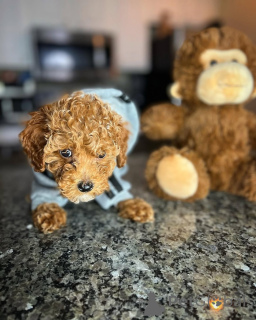 Zdjęcie №4. Sprzedam pudel (zabawka) w Helsinki. prywatne ogłoszenie, ze schronu - cena - 2392zł