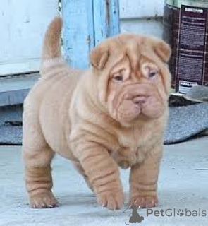 Zdjęcie №4. Sprzedam shar pei w Berlin.  - cena - negocjowane