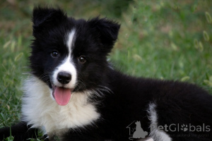 Zdjęcie №2 do zapowiedźy № 173566 na sprzedaż  border collie - wkupić się Serbia 