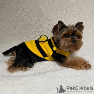 Zdjęcie №1. yorkshire terrier - na sprzedaż w Caracas | negocjowane | Zapowiedź №47986