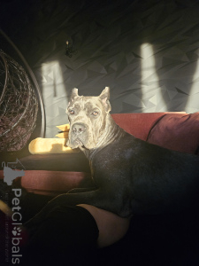 Dodatkowe zdjęcia: Oferujemy szczeniaki Kane Corso