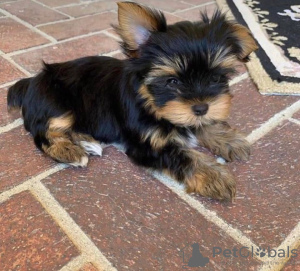 Zdjęcie №3. Uroczy, przyjazny i zabawny klasyczny, czysty yorkshire terrier. Tylko dla. USA