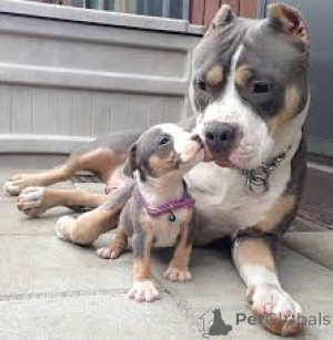 Zdjęcie №2 do zapowiedźy № 136054 na sprzedaż  amerykański pitbulterier - wkupić się Szwajcaria 