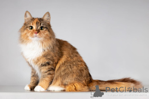 Zdjęcie №4. Sprzedam  w Chimki. ze schronu - cena - Bezpłatny