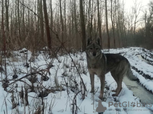 Zdjęcie №3. Wilczak Czechosłowacki szczeniak. Serbia