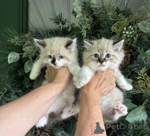Zdjęcie №1. amerykański bobtail długowłosy - na sprzedaż w Belen | 1674zł | Zapowiedź № 173514