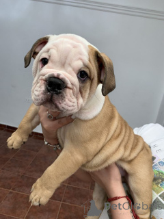 Zdjęcie №1. terier australijski - na sprzedaż w Aizlingen | 2153zł | Zapowiedź №158467