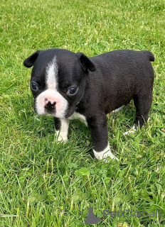 Zdjęcie №3. Urocze szczenięta Boston Terrier do bezpłatnej adopcji. Niemcy