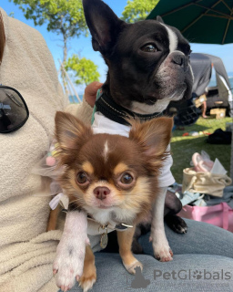 Zdjęcie №4. Sprzedam chihuahua (rasa psów) w Stockholm. prywatne ogłoszenie - cena - 1981zł