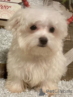 Zdjęcie №2 do zapowiedźy № 84259 na sprzedaż  maltańczyk - wkupić się USA hodowca