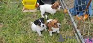 Zdjęcie №1. jack russell terrier - na sprzedaż w Gheent | 3348zł | Zapowiedź №167084
