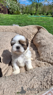 Zdjęcie №1. lhasa apso, shih tzu - na sprzedaż w Helsinki | 4784zł | Zapowiedź №170092
