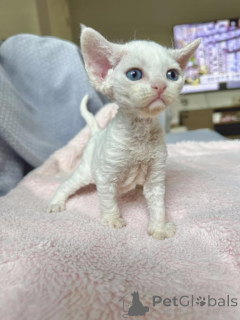 Zdjęcie №1. devon rex - na sprzedaż w Monachium | 1674zł | Zapowiedź № 143168