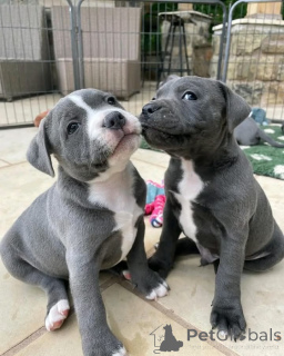 Zdjęcie №1. amerykański pitbulterier - na sprzedaż w Espoo | Bezpłatny | Zapowiedź №160310