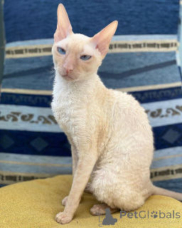 Zdjęcie №2 do zapowiedźy № 157700 na sprzedaż  kot cornish rex - wkupić się Niemcy ze schronu, hodowca