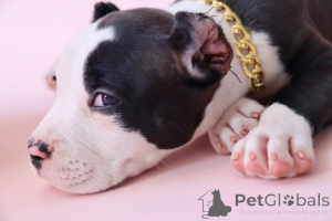 Zdjęcie №3. American Bools XL. Federacja Rosyjska