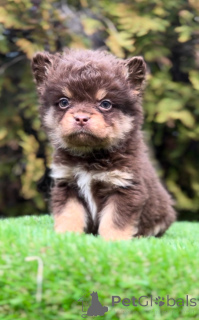 Zdjęcie №3. Francuski buldog z hipoalergicznymi włosami. Serbia