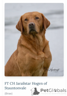 Zdjęcie №1. labrador retriever - na sprzedaż w Baltimore | 1622zł | Zapowiedź №173955