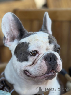 Zdjęcie №2 do zapowiedźy № 155341 na sprzedaż  buldog francuski - wkupić się Wielka Brytania prywatne ogłoszenie