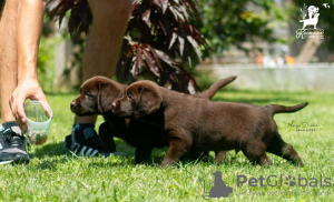 Dodatkowe zdjęcia: Szczenięta labradora retrievera