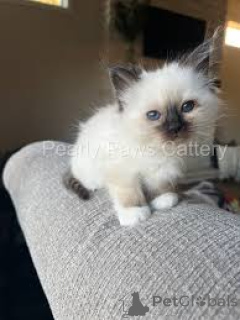 Zdjęcie №3. Chatons Birmans prêts à rejoindre leur nouvelle famille.. Francja
