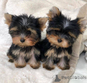 Zdjęcie №1. yorkshire terrier - na sprzedaż w Clermont-Ferrand | 957zł | Zapowiedź №136546