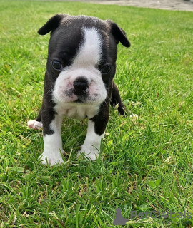 Zdjęcie №3. Urocze szczenięta Boston Terrier do bezpłatnej adopcji. Niemcy