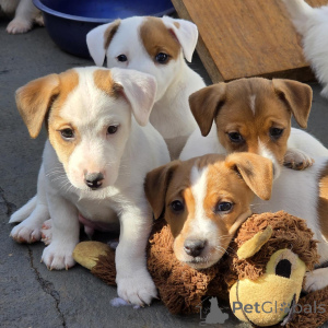 Zdjęcie №3. Rasowe szczenięta Jack Russell Terrier zdrowe, szczęśliwe i sprawdzone przez. Republika Czeska
