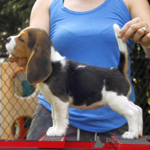 Zdjęcie №3. Wspaniałe szczenięta Beagle. (mężczyzna i kobieta). Niemcy