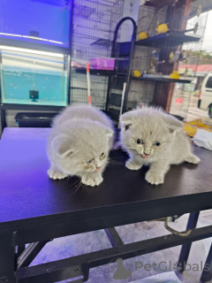Zdjęcie №3. Kocięta szkockie składane do adopcji. Belgia