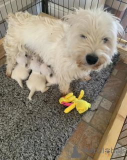 Zdjęcie №4. Sprzedam yorkshire terrier w Township Pennsylvania. prywatne ogłoszenie - cena - 4574zł