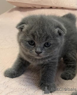 Dodatkowe zdjęcia: Wspaniałe kocięta z rodowodem GCCF Scottish Fold